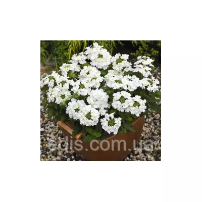 Вербена гібридна Біла 0,1 г, насіння Яскрава