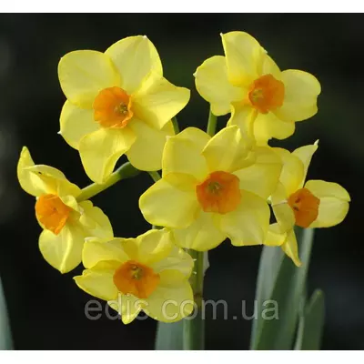 Нарцис Мультифлора Martinette (Мартінет) 10/12 1 цибулина