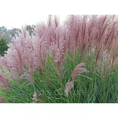 Міскантус китайський Gracillimus (Грацилимус)