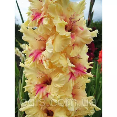 Гладіолус гофрований London 3 шт./уп.