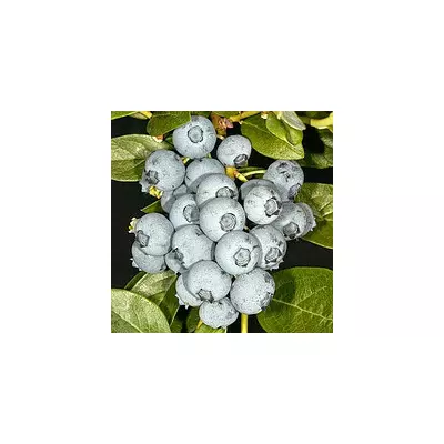 Лохина Дюк (рання)