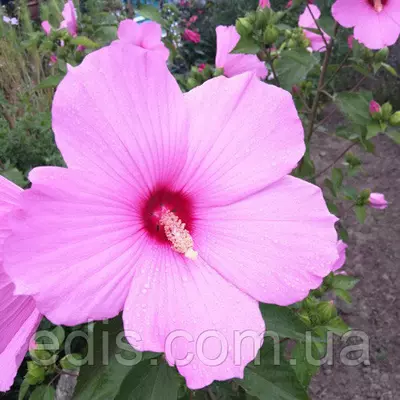 Гибискус травянистый Morning Haze (Монин Хэйз) корневище