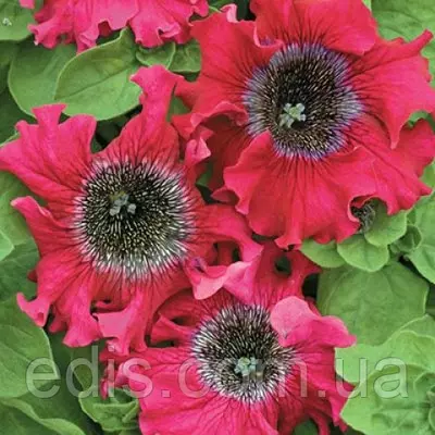 Петунія бахромчата гігантська Бордова F1. 10 насінин-драже, серія PREMIUM ТМ Яскрава