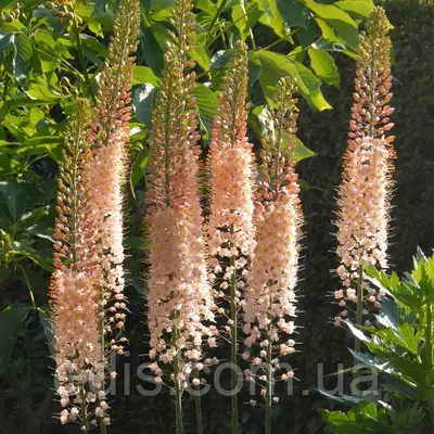 Еремурус Romance (багаторічник)