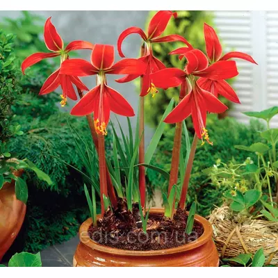 Шпрекелія найвродливіша (Sprekelia) 1 цибулина 12/+