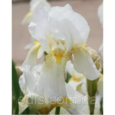 Ірис бордюрний бородатий White Autumn King (Вайт Отм Кинг)