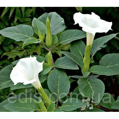 Дурман Індійський 0,1 г, насіння Яскрава