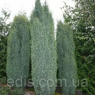 Ялівець Arnold (Арнольд) у контейнері 0,5 л.