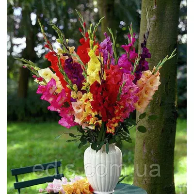 Колекція гладіолусів 15 сортів 30 цибулин