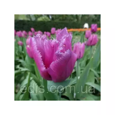 Тюльпан Louvre (Лувр) оторочений 3 цибулини