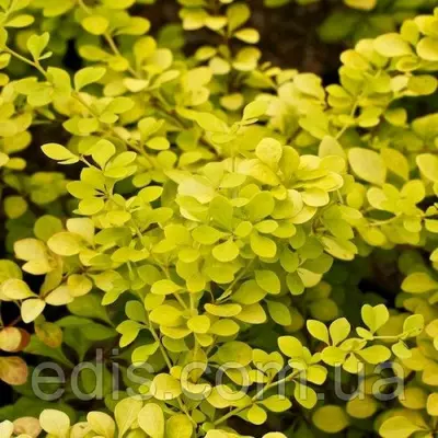 Барбарис Тунберга Аигеа у контейнері