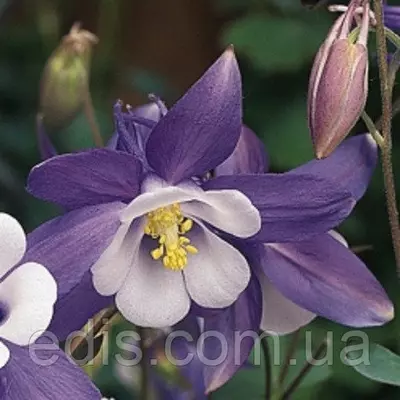 Аквілегія Mckana Hybryds (Мэкэйна Гайбридс)