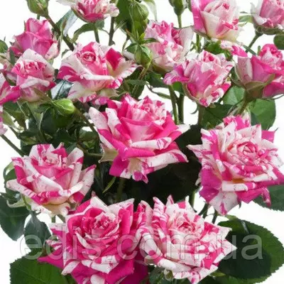 Троянда спрей Флеш Данс (Flesh Dance)