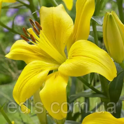 Лілія азіатська Sole Mio (Соле Міо) 1 цибулина 12/14