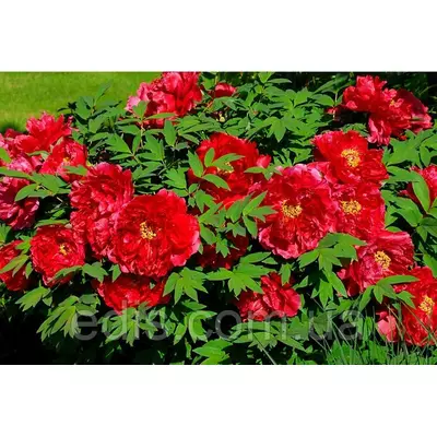 Півонія деревовидна червона Full meikouhou