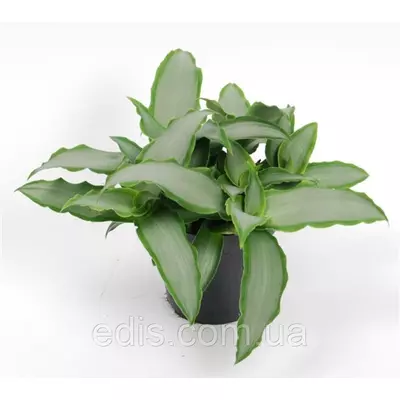 Живець Мурданія loriformis Bright Star, кімнатна рослина. Свіжозріз