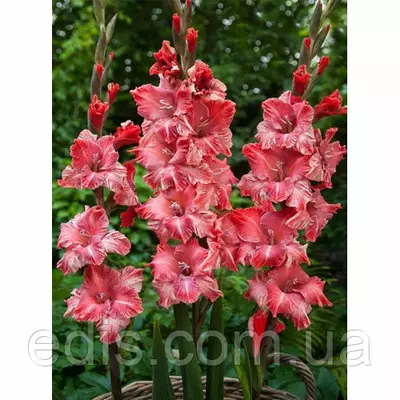 Гладіолус Vabene (Вэбэнэй) 3 шт./уп., великоквіткова