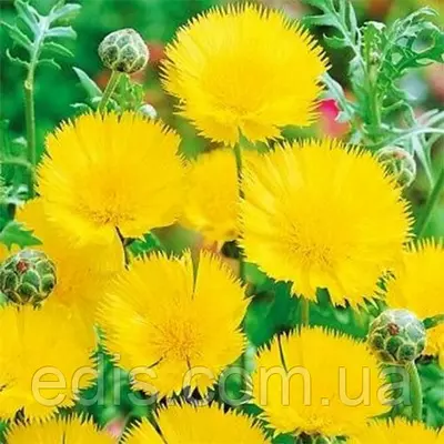 Волошка Королівська жовта 0,5 г, насіння Яскрава