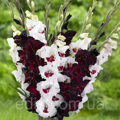 Набір гладіолусів Фіорентина 7 цибулин/уп.