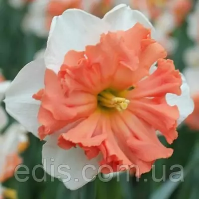 Нарцис розрізнокорончатий Shrike (Шрайк) 10/12 1 цибулина