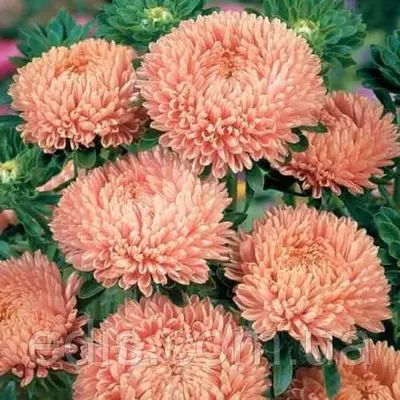 Айстра Принцеса Філутек 0,3 г насіння Яскрава