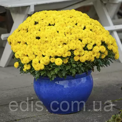 Хризантема Holly (Холлі) контейнер 0,5 л