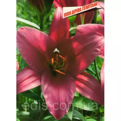 Лілія ОТ гібрид гігант Purple Prince (Пепл Прінс) 1 цибулина 14/16
