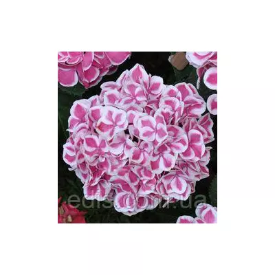 Гортензія Peppermint (Пепермінт) у контейнері