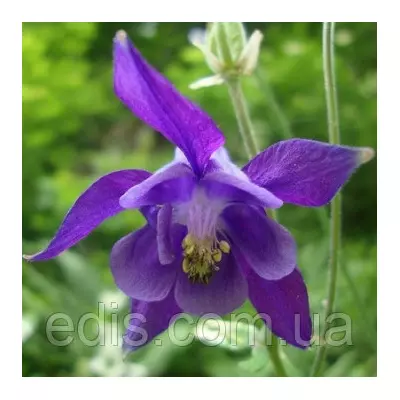 Аквілегія Alpina (Альпіна) багаторічник