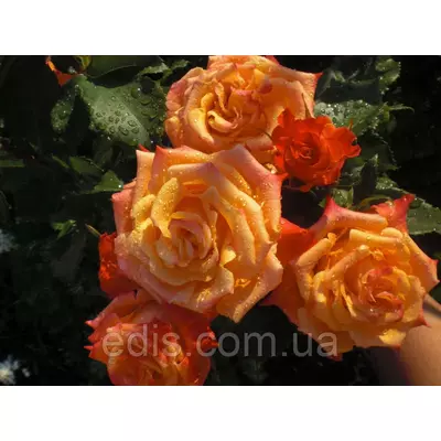 Троянда Анжеліка (Angelique) чайно-гібридна