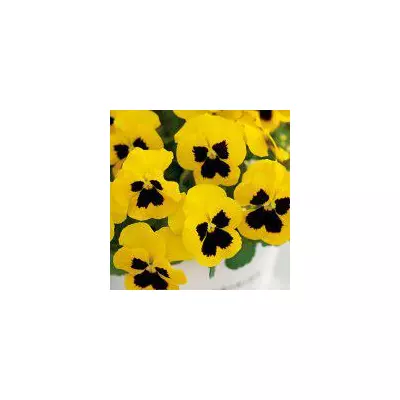 Віола Луна 0,1 г, насіння Яскрава