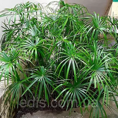 Циперус очереднолістний