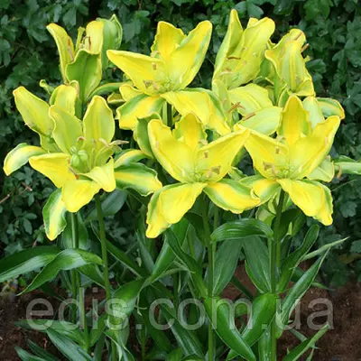 Лілія азіатська Yellow Parrot (Єллоу Перрот) 1 цибулина 12/14