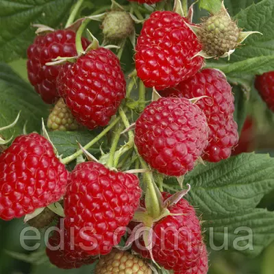 Ремонтантна Малина Кванза