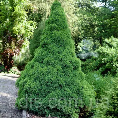 Ялина Сопіса (Коніка) у контейнері