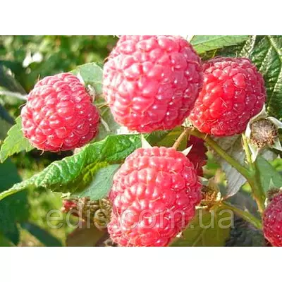 Малина ремонтантна Жар-Птиця