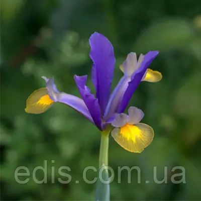 Ірис голандський (Ксифіум) Frans Hals (Франс Халс) 3 цибулин
