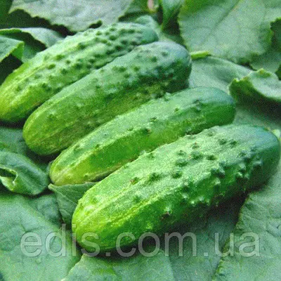 Огірок Трой F1 5 г, насіння Яскрава