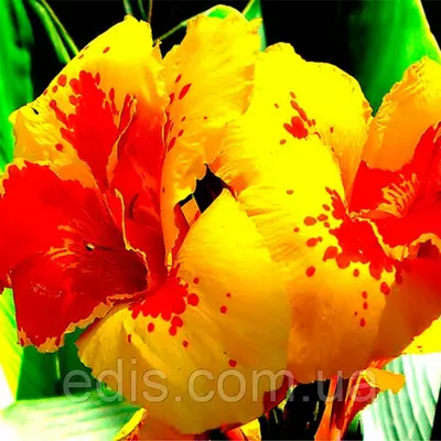 Канна низькоросла Королева Шарлотта (Queen Charlotte)