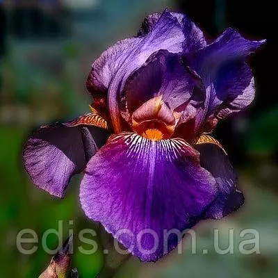 Ірис високий бородатий Nightfall (Найтфолл)