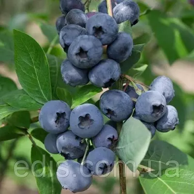 Чорниця Блакитна Розсип