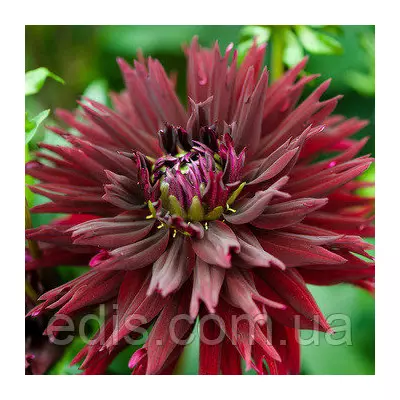 Жоржина Фимбриата Black Touch