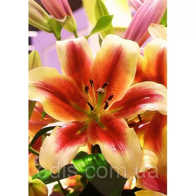 Лілія ОТ гібрид Holland Beauty (Холланд Б'юті) 1 цибулина 12/14