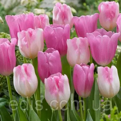 Арт-набір цибулин тюльпанів Інфініті, 5 цибулин