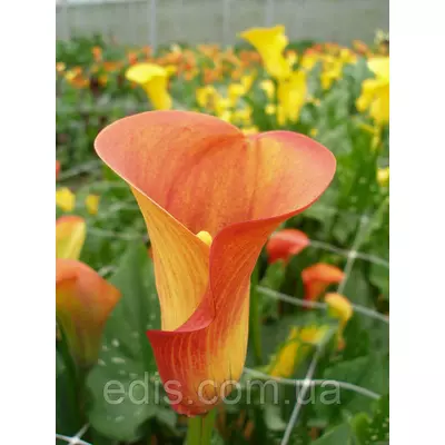 Калла Hot Shot (Хот Шот) 1 бульба 12/14