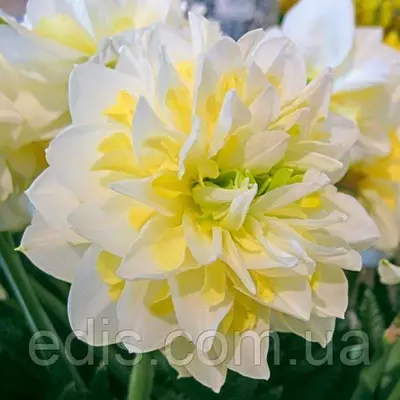 Нарцис махровий Irene Copeland (Ірен Коупленд) 12/14 1 цибулина