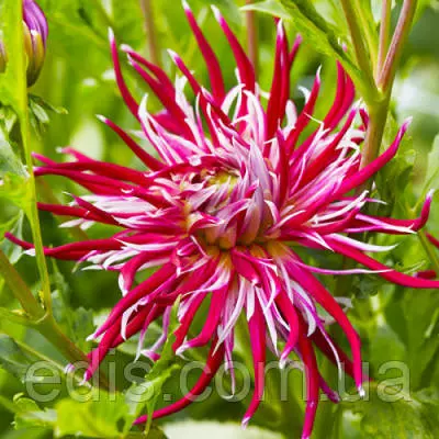 Георгіна Кактусова Hollyhill Spiderwoman