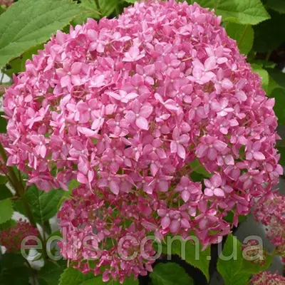 Гортензія Pink Annabel (деревоподібна), в контейнері 0,5 л.