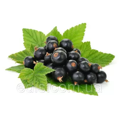 Смородина чорна Білоруська Солодка (середньостигла)