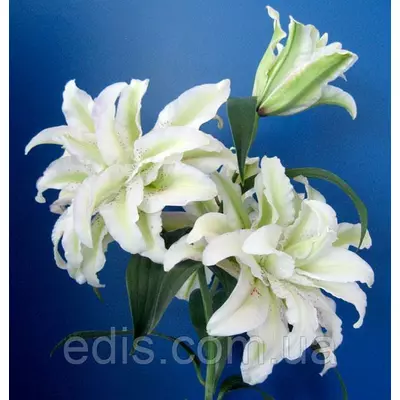 Лілія орієнтальна махрова Lodewijck (Людовик) 1 цибулина 14/16